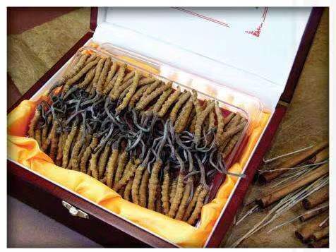 精河冬虫夏草回收